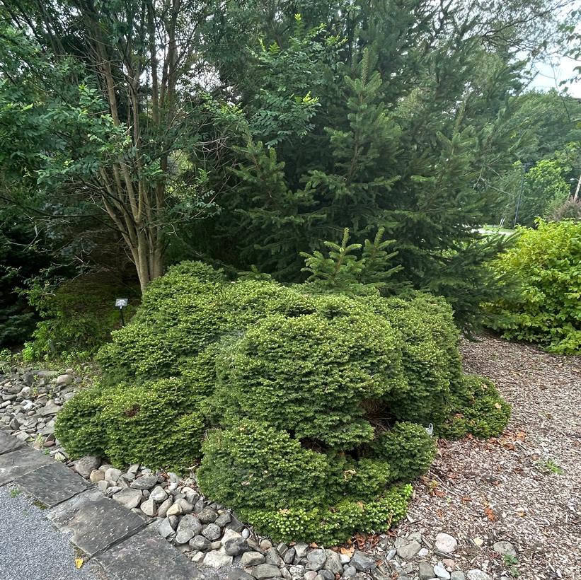 Little Gem Norway Spruce, Little Gem Spruce
