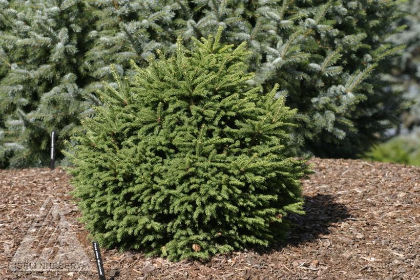 Mucronata Norway Spruce