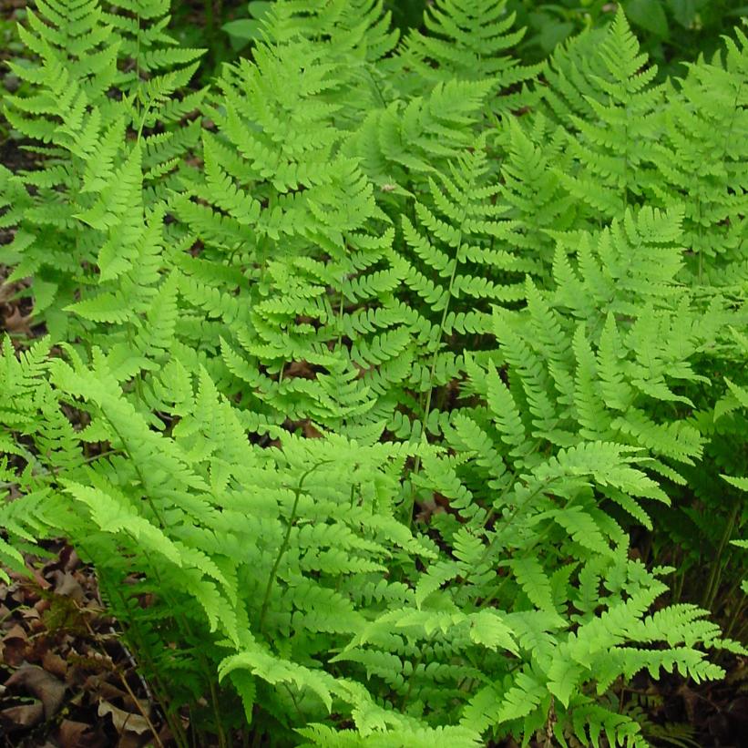 Marginal Shield Fern, Eastern Wood Fern, Leather Wood Fern