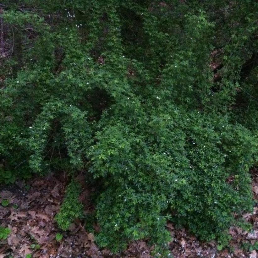 Fiveleaf Aralia