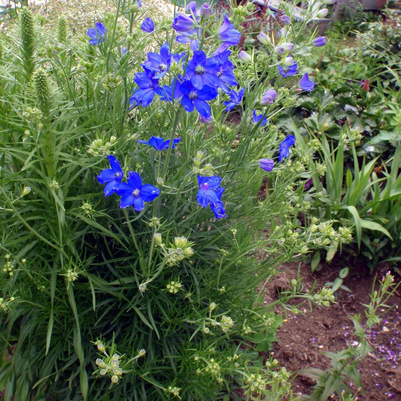 Chinese Larkspur, Dwarf Delphinium - Delphinium grandiflorum &