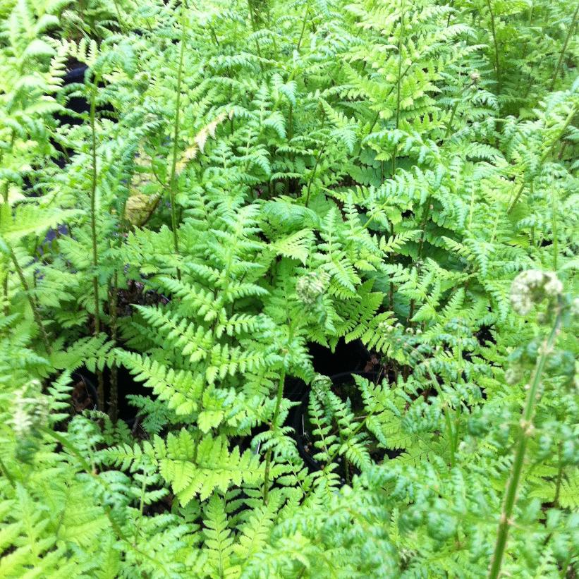 Toothed Wood Fern, Fancy Fern, Florist&
