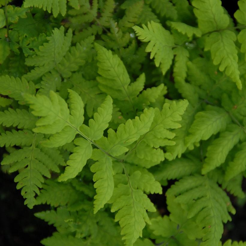 Western Oak Fern - Gymnocarpium dryopteris