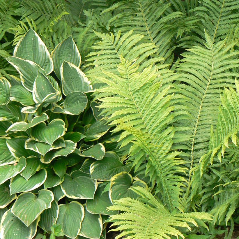 Ostrich Fern, Fiddlehead Fern
