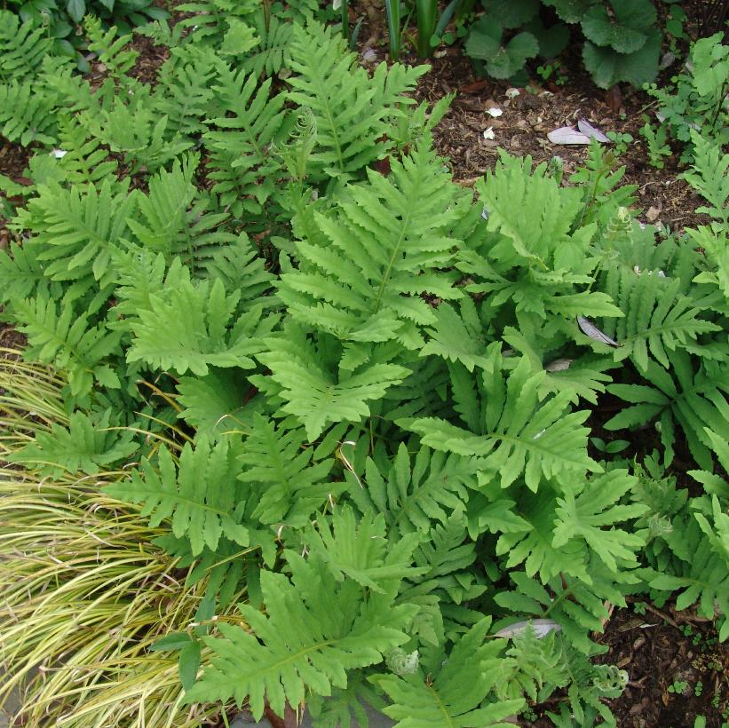 Sensitive Fern