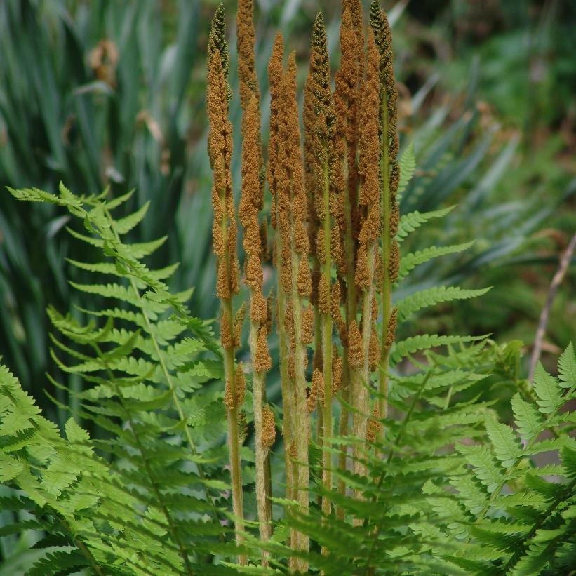 Cinnamon Fern