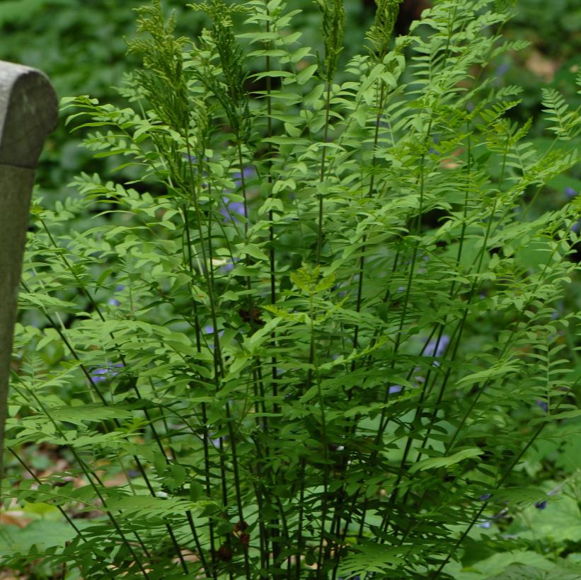 Royal Fern, Flowering Fern