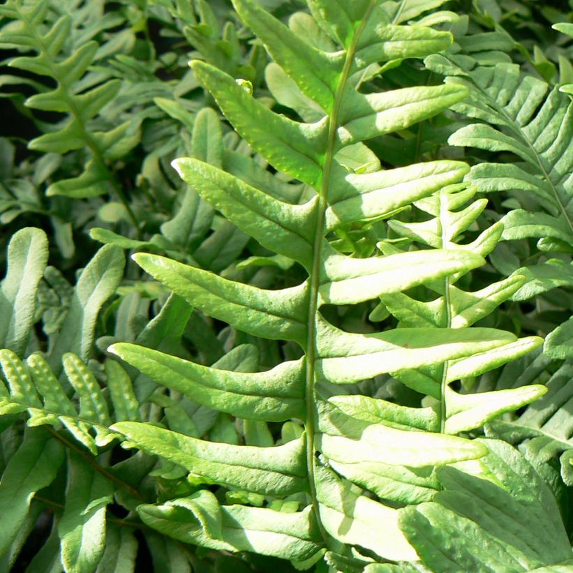 Wall Fern, Common Polypody, Resurrection Fern