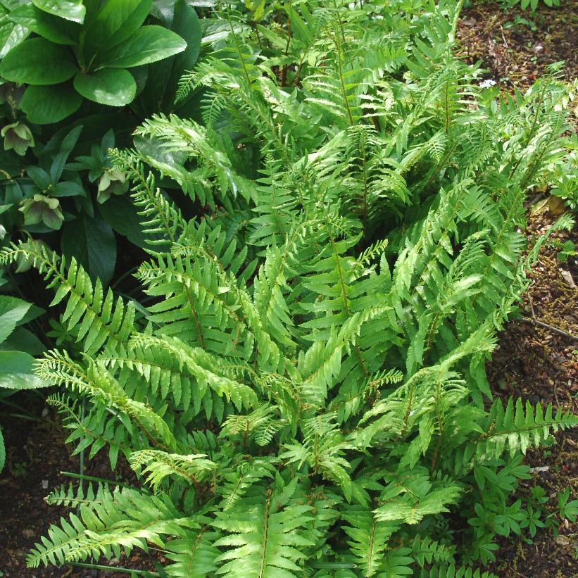 Christmas Fern