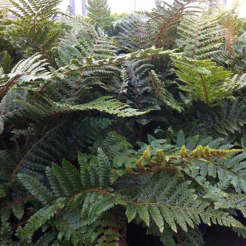 Japanese Tassel Fern, Tassel Fern