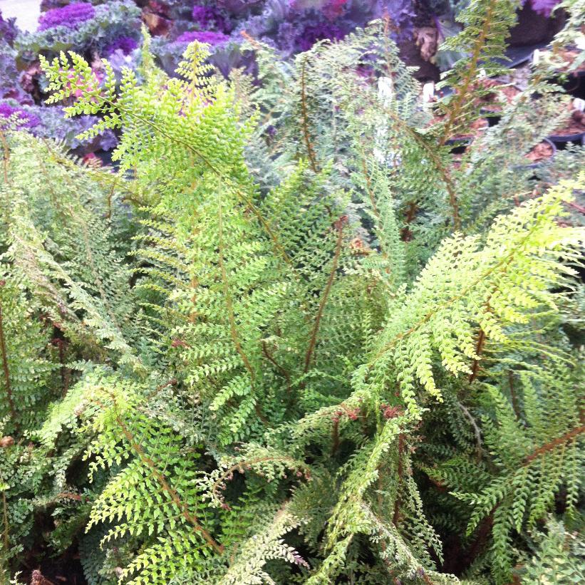 Soft Shield Fern