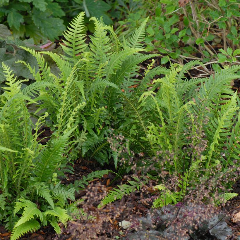Japanese Beech Fern