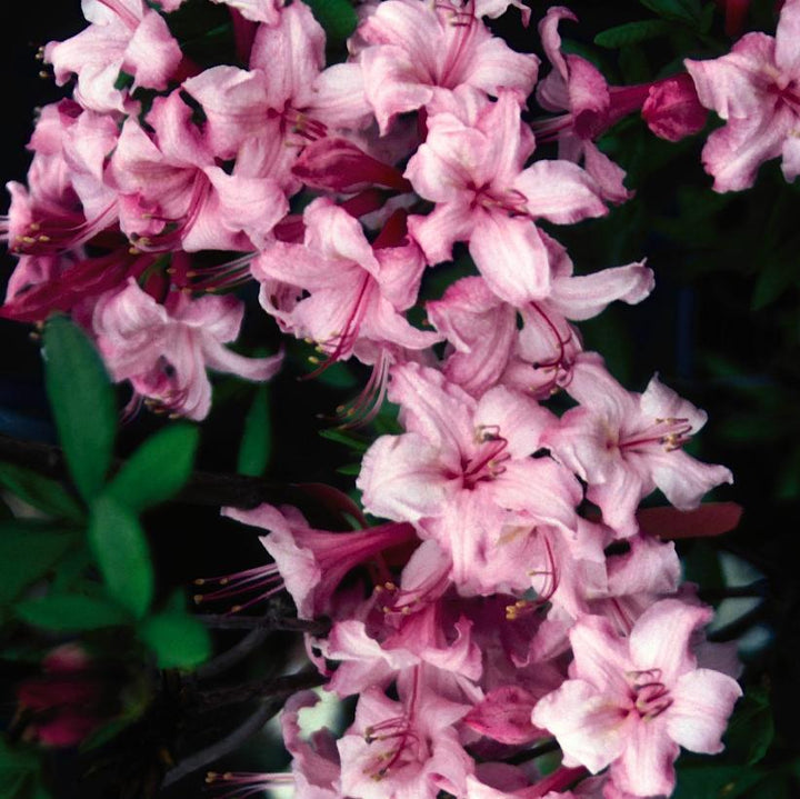 Candy Lights Azalea