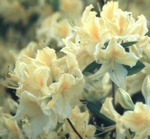 Lemon Lights Azalea