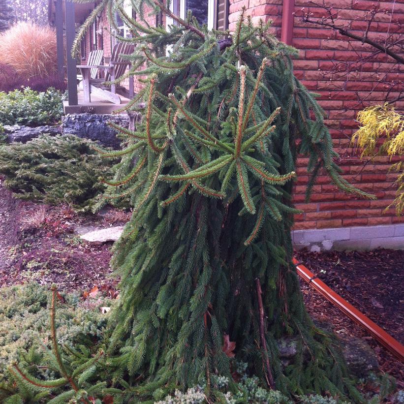Weeping Norway Spruce