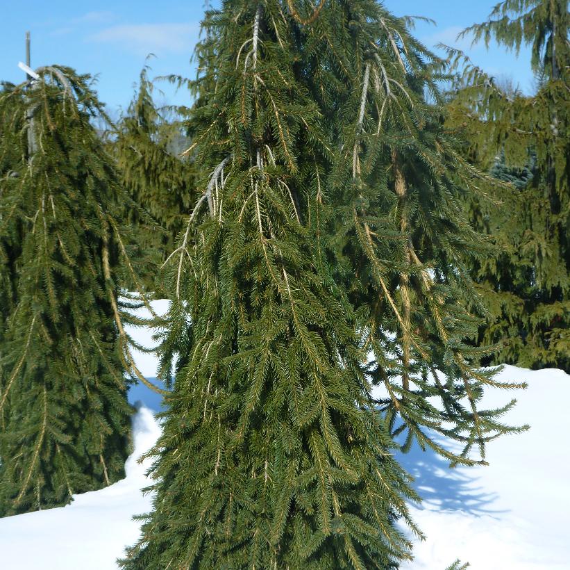 Wartburg Norway Spruce
