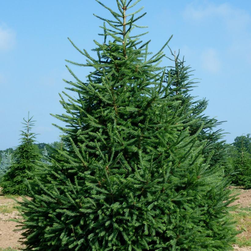 White Spruce, Canadian Spruce