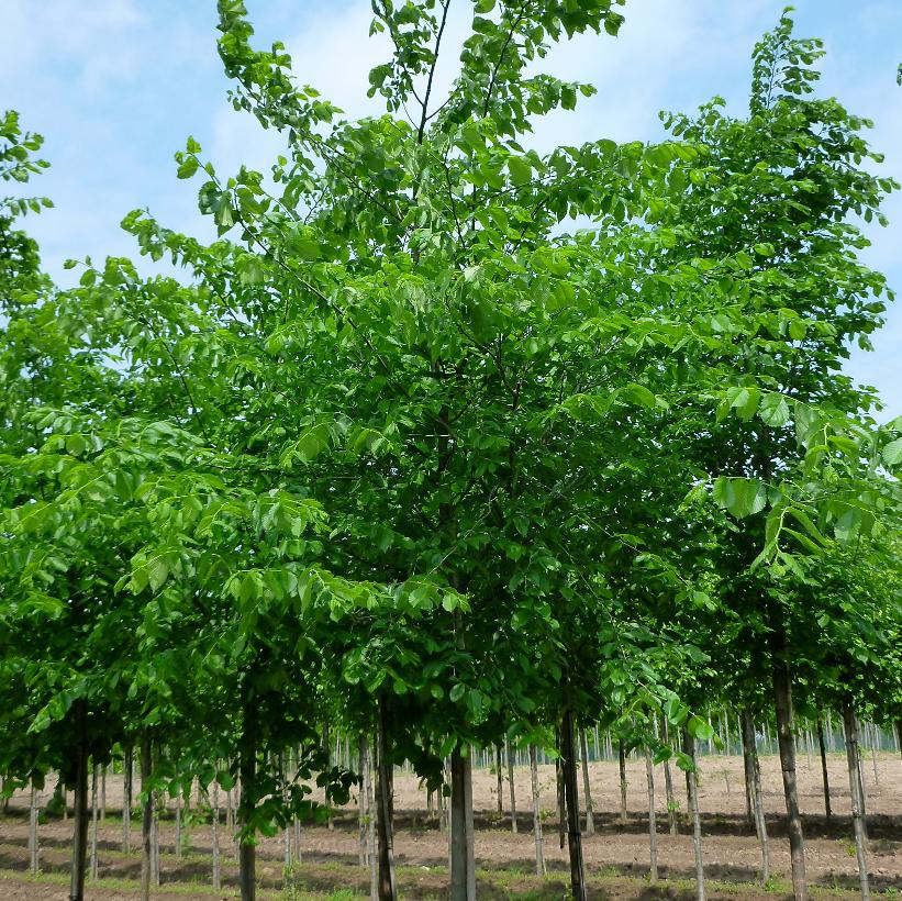 Valley Forge Elm