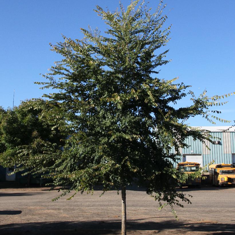 Frontier Elm