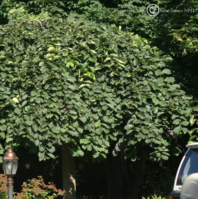 Weeping Elm