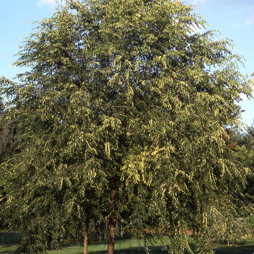 Homestead Elm