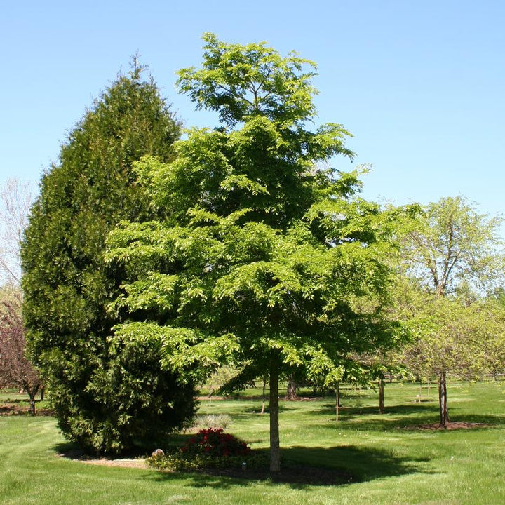 Accolade® Elm