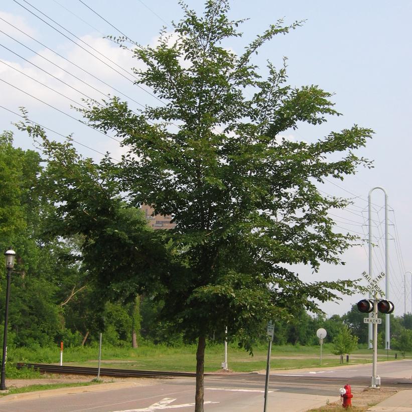 Triumph® Elm