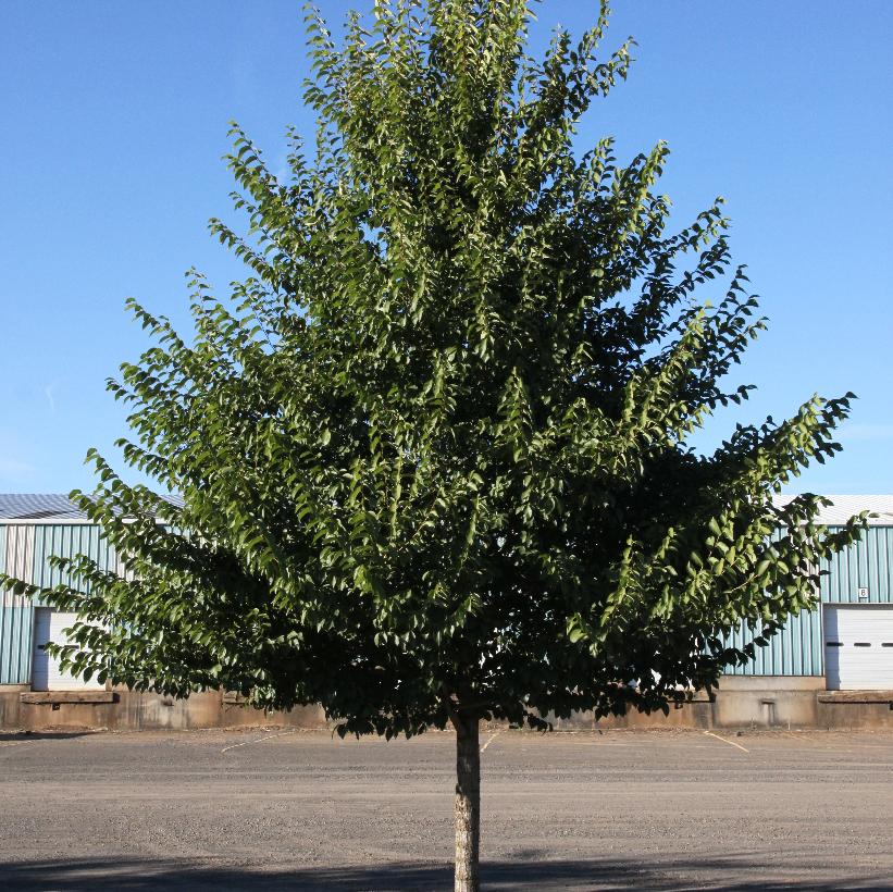 New Horizon Elm