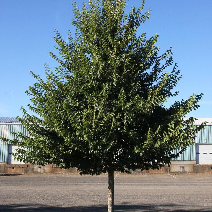 New Horizon Elm