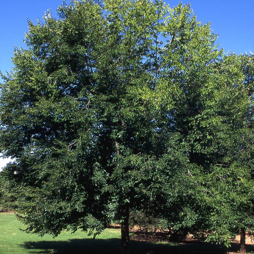 Pioneer Elm