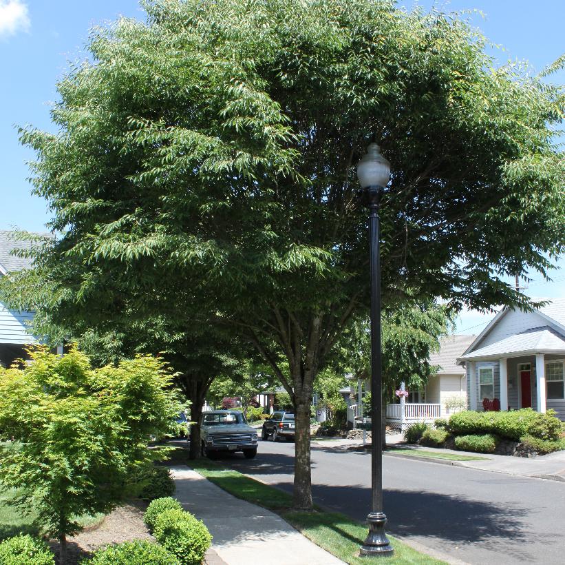 Green Vase Zelkova
