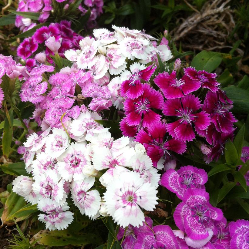 Sweet William
