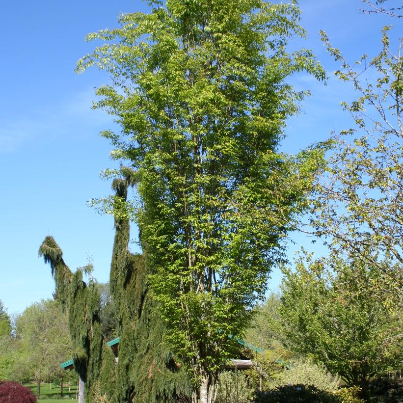 Musashino Zelkova
