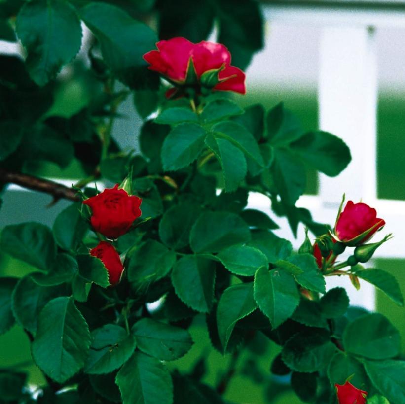 John Cabot Rose