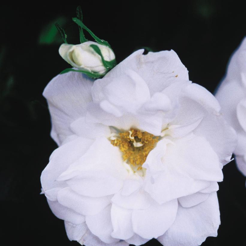 Blanc Double de Coubert Rose