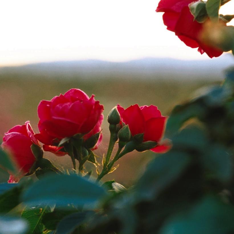 Blaze Improved Climbing Rose