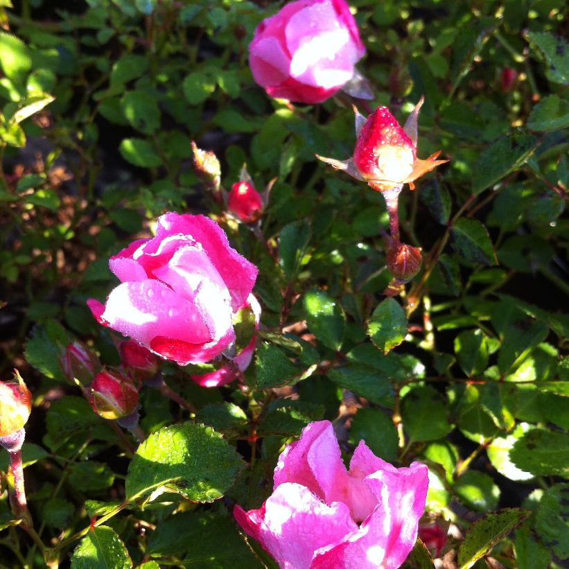 MEIpotal Carefree Delight Rose
