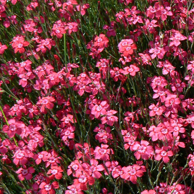 Maiden Pinks