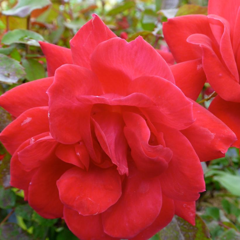 RADtko Double Red Knock Out® Rose