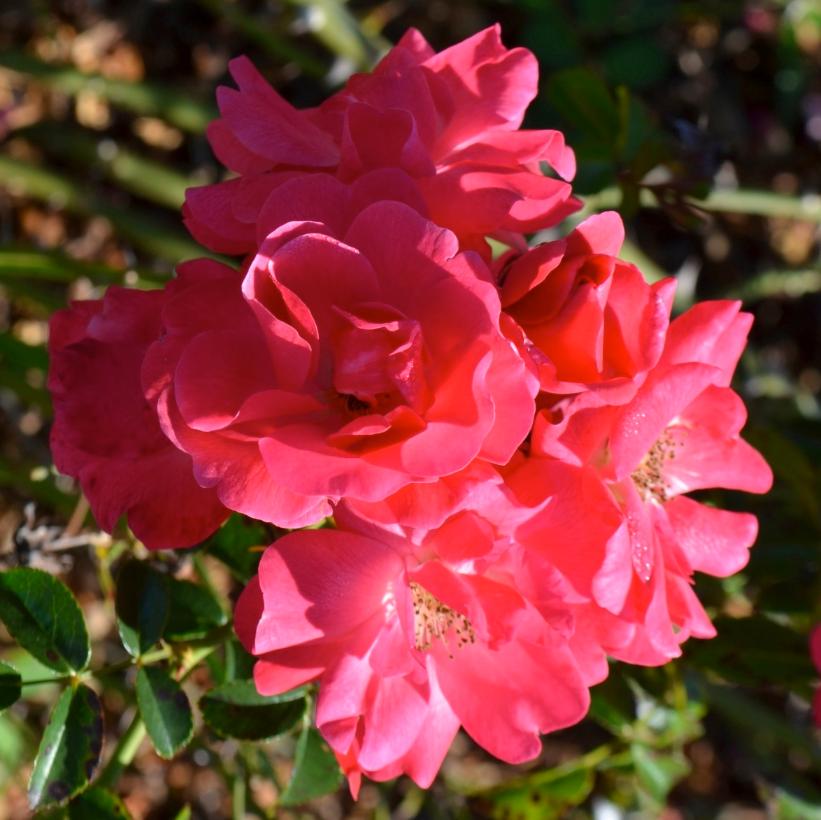 NOA250092 Pink Supreme Carpet Rose
