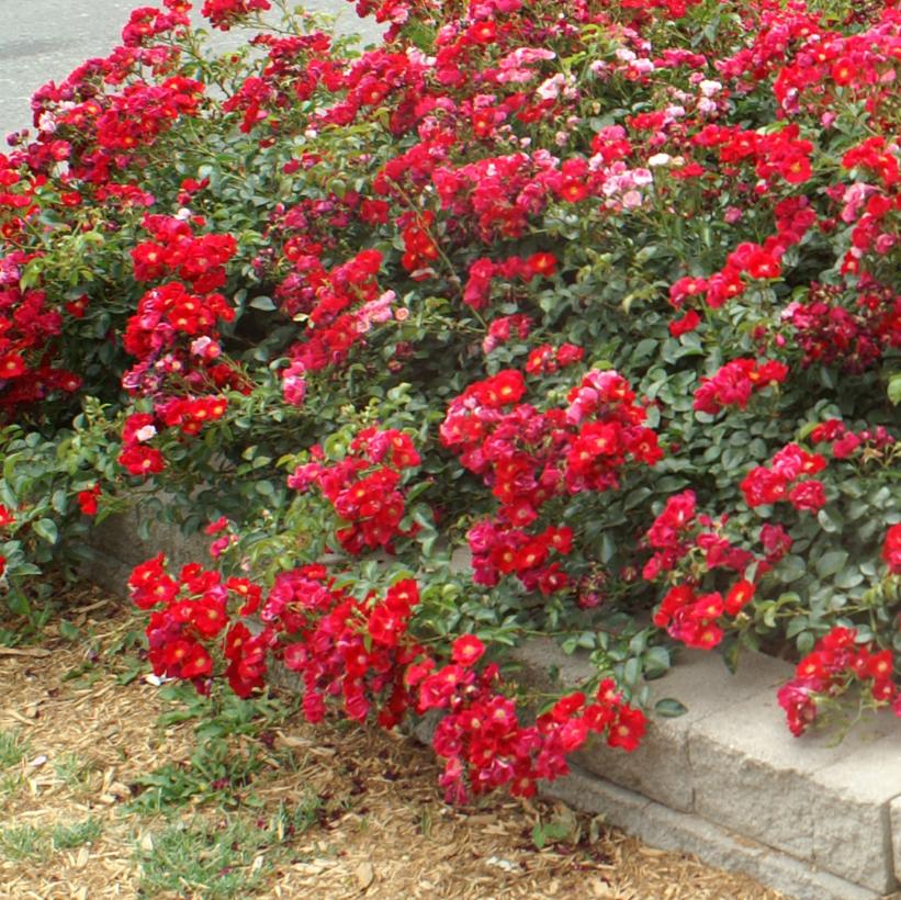 NOAfeuer Red Carpet Rose