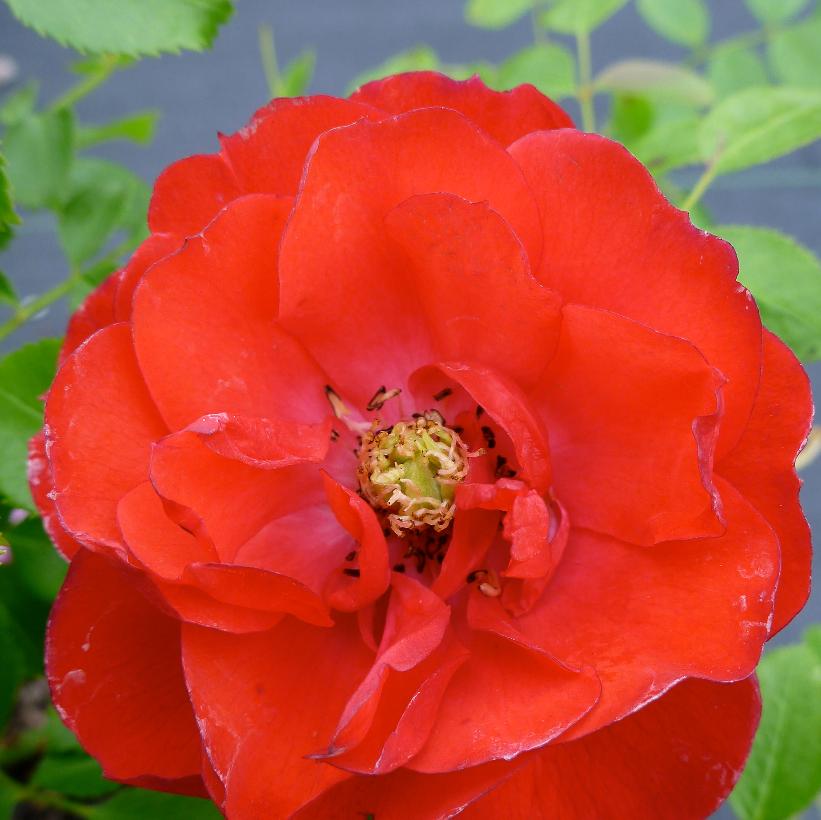 NOA83100B Scarlet Carpet Rose