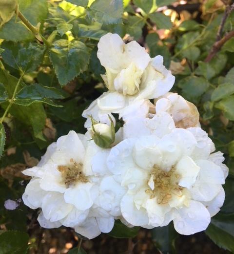 NOAschnee White Carpet Rose