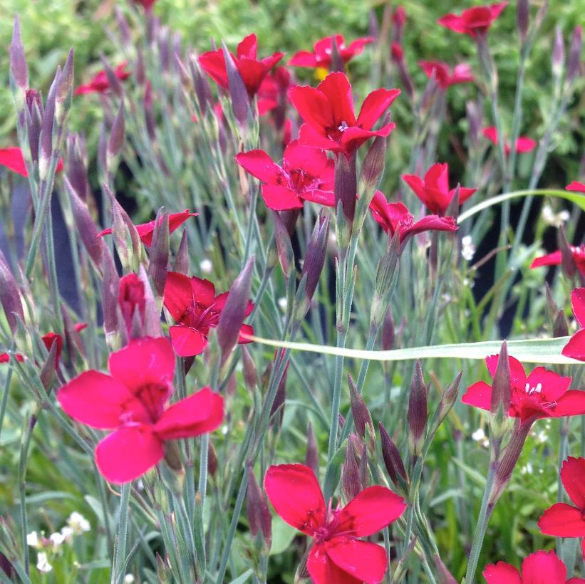 Flashing Light Maiden Pinks