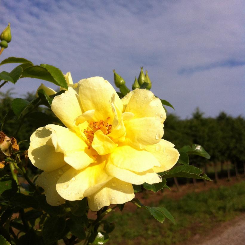 NOAlesa Yellow Carpet Rose