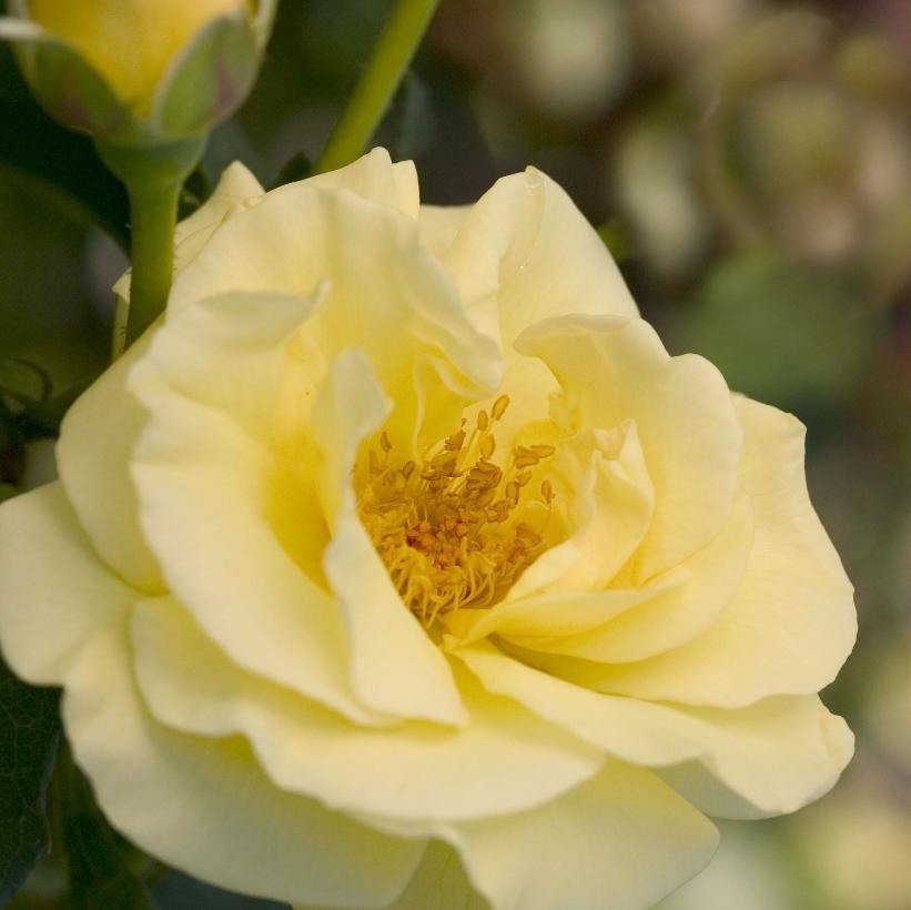 BAIage High Voltage Rose
