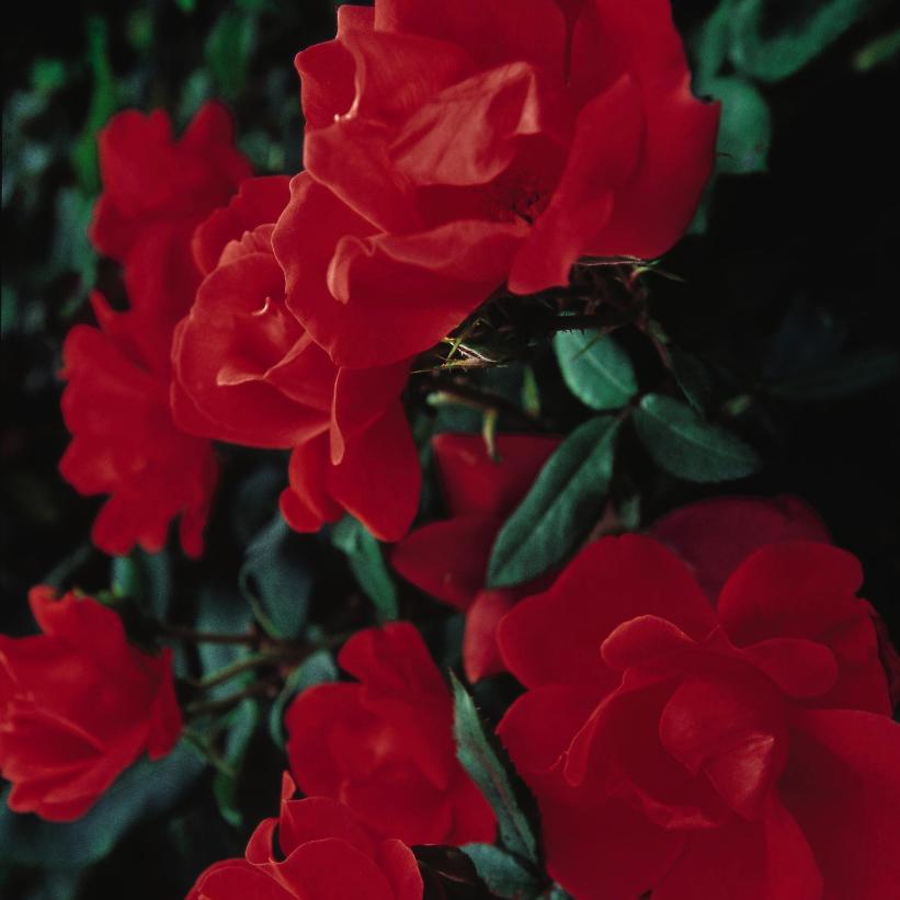 RADrazz Red Knock Out® Rose