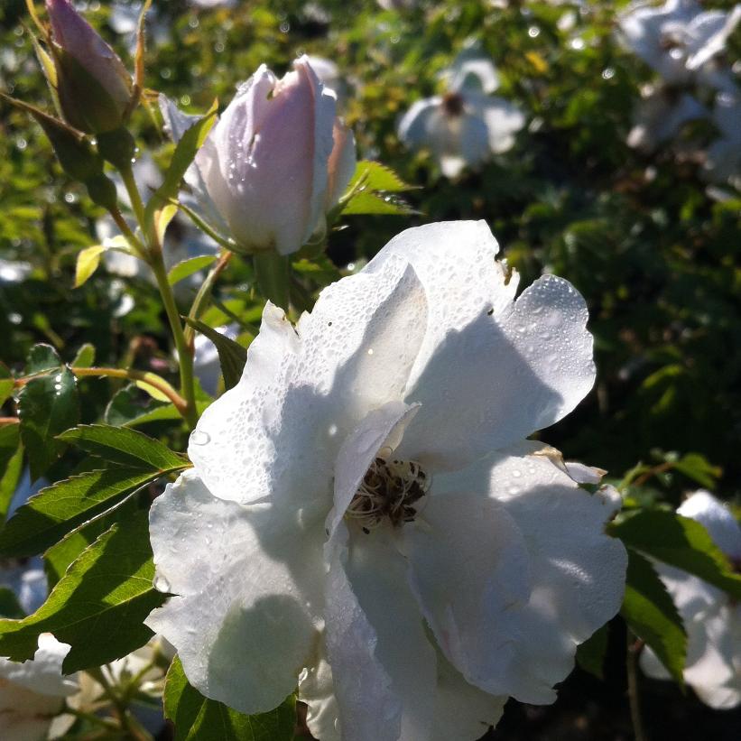 Morden Snowbeauty Rose