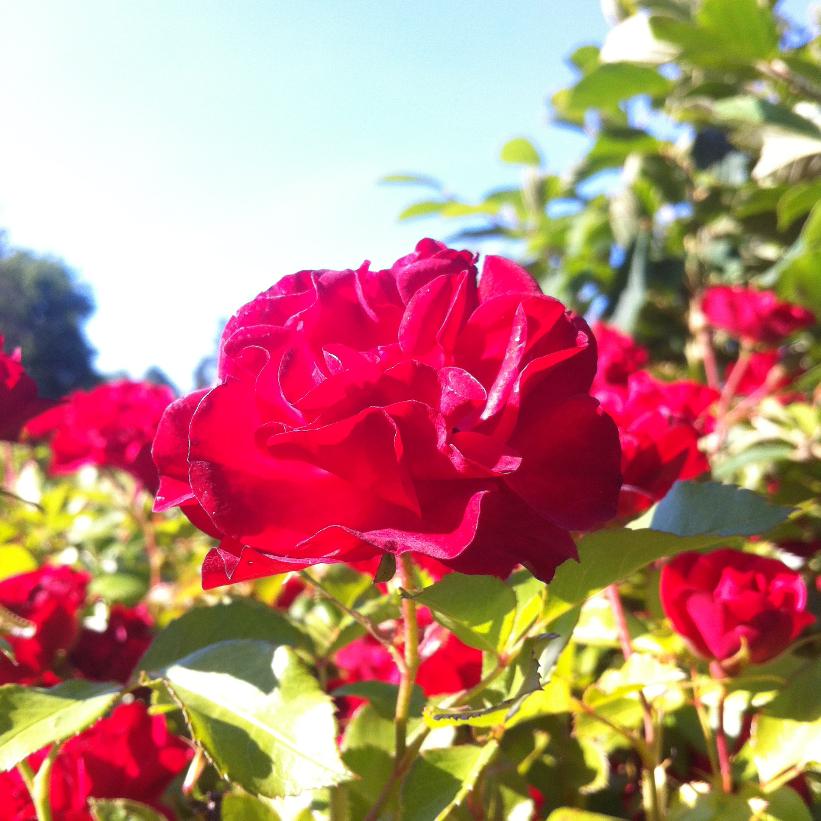BAIfairy Mystic Fairy Rose