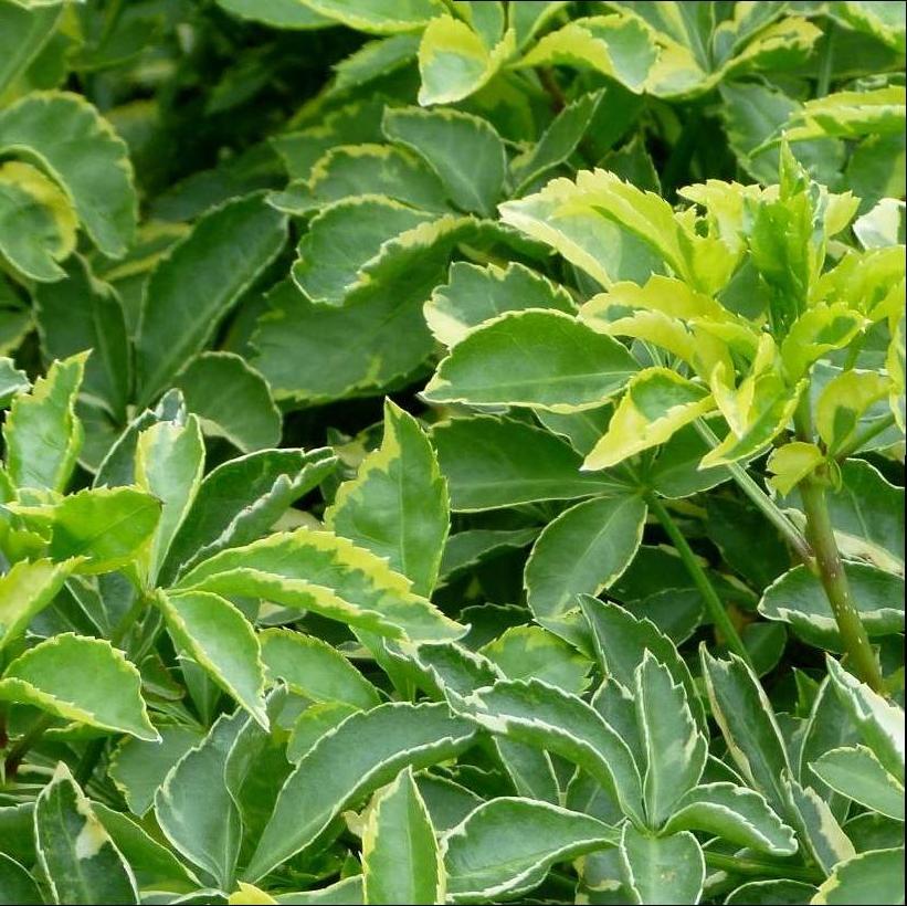 Variegatus Variegated Fiveleaf Aralia